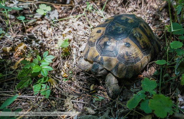 Testudo graeca female