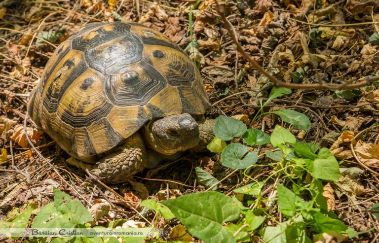 Testoasa dobrogeana de uscat