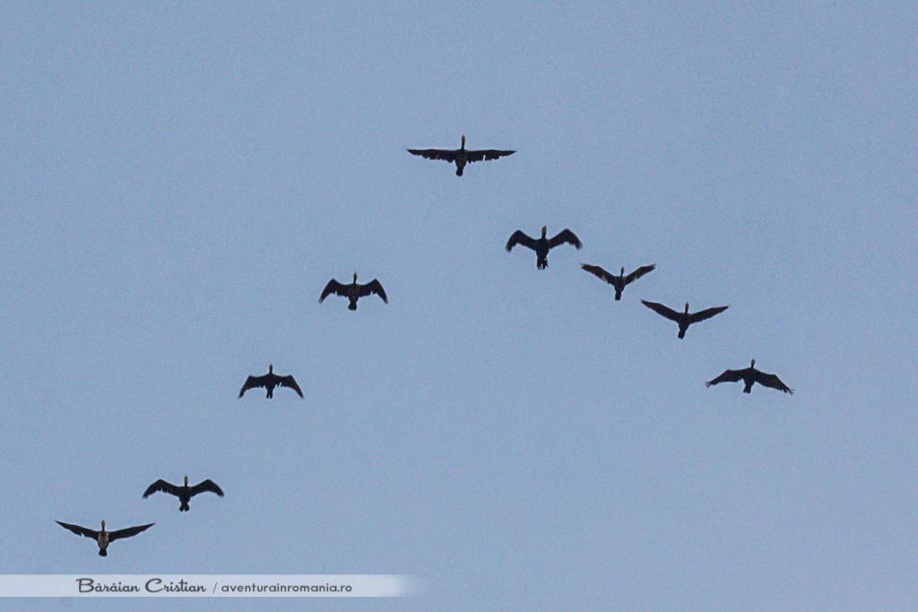 formatie de zbor cormorani