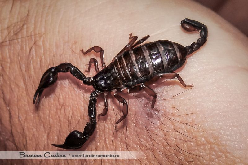 Scorpionul carpatin
