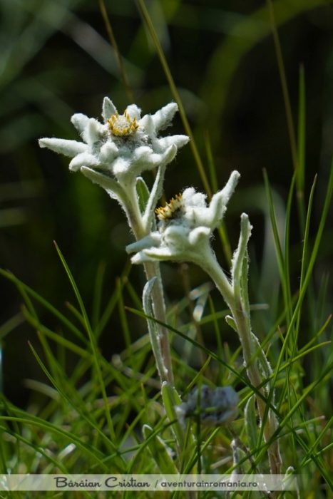 Floare de colt